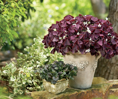 Oxalis triangularis subsp. papilionacea, por sus hojas púrpuras los conoceréis