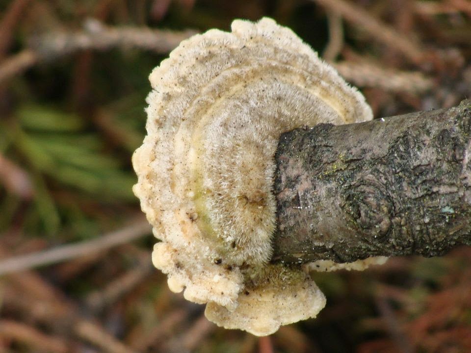 Trametes hirsuta DSC39075