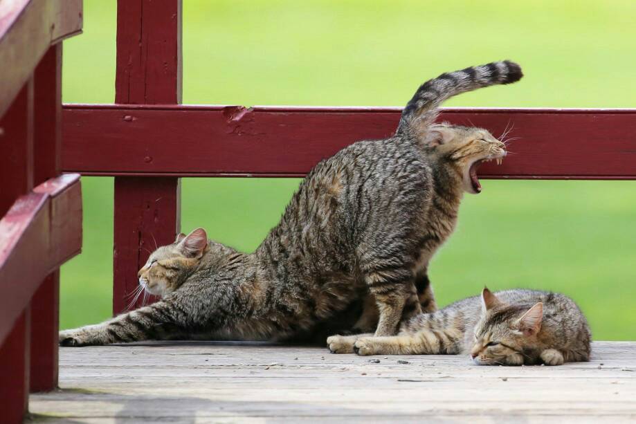 Funny cats - part 250, best funny cat images, cute cat photos