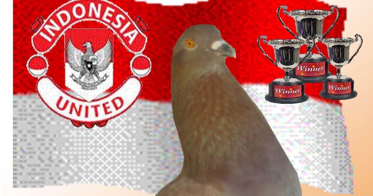 JANOKO is CAME BACK JAMU UNTUK STAMINA / TENAGA PADA MERPATI JANOKO is CAME BACK JAMU UNTUK STAMINA / TENAGA PADA MERPATI