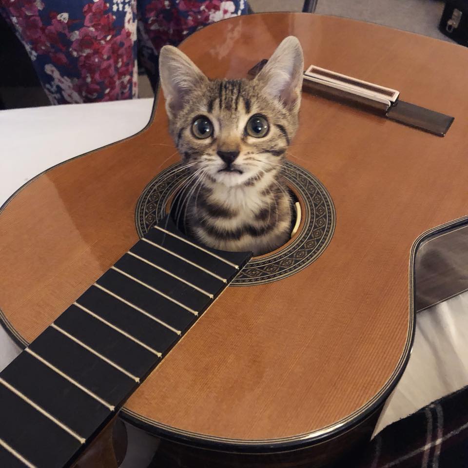 Cat's Eye Guitar Cat