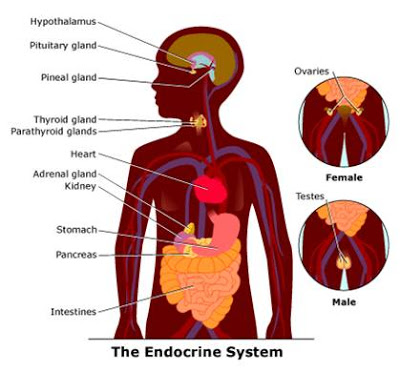 Natural Science 6 grade: 9. ENDOCRINE SYSTEM