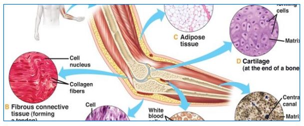 Gambar Jaringan Penunjang dan Jaringan Otot Pada Hewan