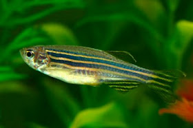 Ikan Danio Zebra (Danio Rerio)