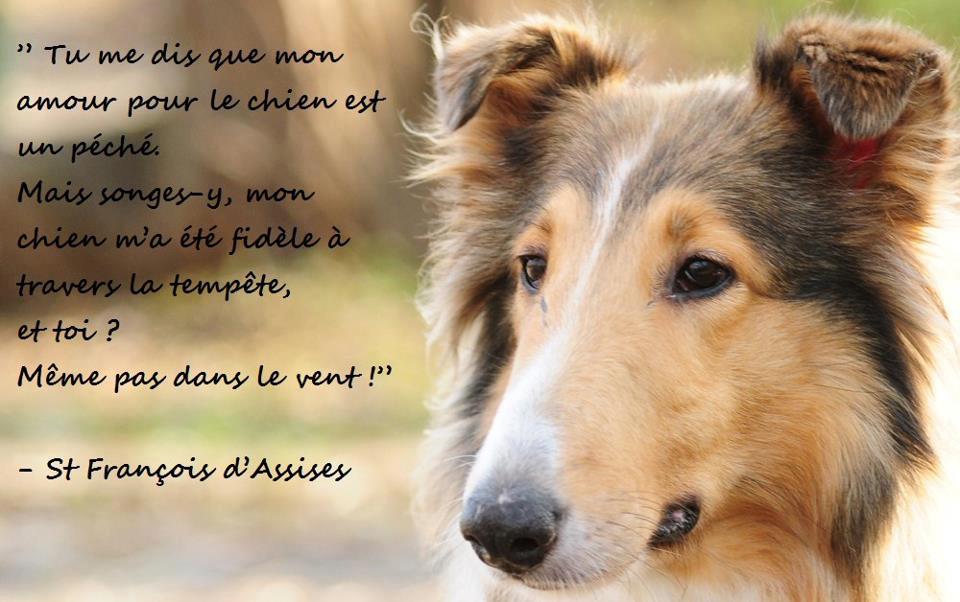 Citations et Panneaux Facebook à partager Citation sur la fidélité du chien