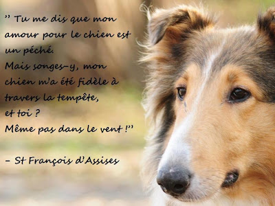 √70 ou plus animal citation chien amour 315351-Animal citation chien amour