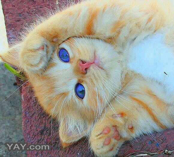 YAYdotcom: Gambar Kucing Cute Dan Comel (13 gambar)