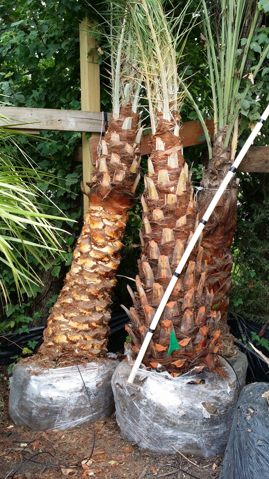 Cold Hardy Palm Trees in Houston Medjool Date Palms Houston TX