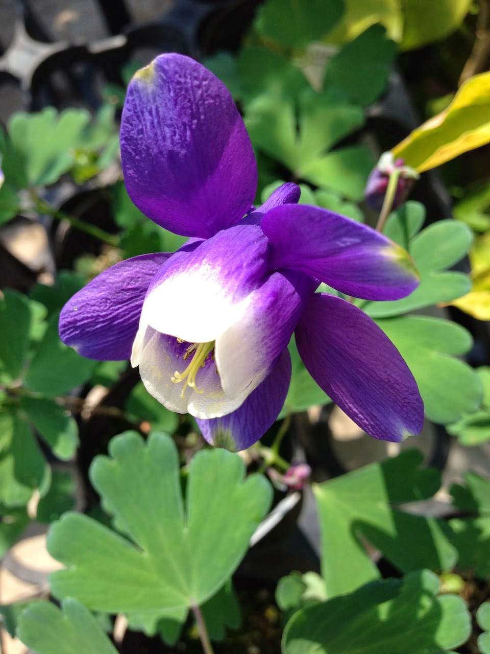 山野草・オダマキ