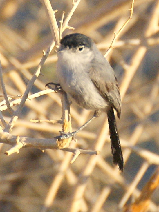SE Texas Birding & Wildlife Watching Nevada & Utah Trip Las Vegas