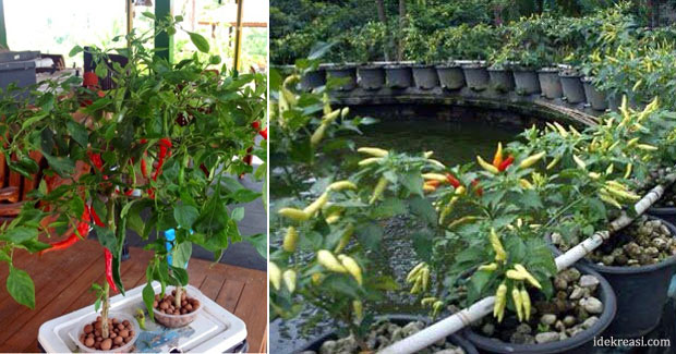 tanaman hidroponik cabe tanaman hidroponik cabe
