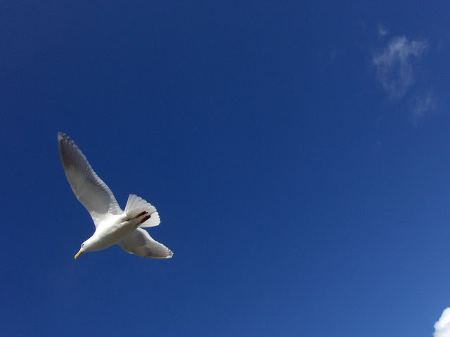 flying seagul