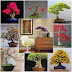 Fascinating Bonsai deco ideas