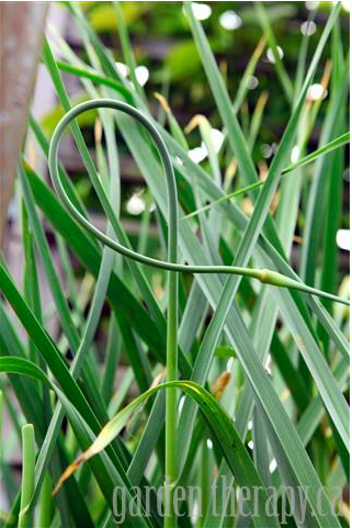 This amazing photo of a garlic scape is from Stephanie of Garden Therapy