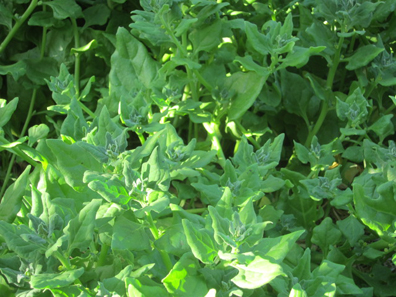 34 Vegetable Plants You Can Grow In Less Sunlight Or More Shade