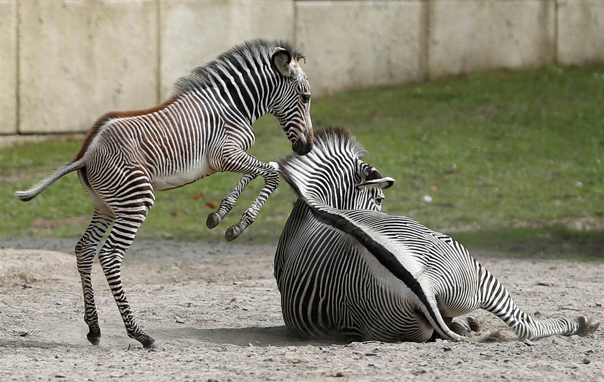 21 animal. Детеныш зебры. Зебра фото. Лондонский зоопарк Зебра. Зебра и Зебренок.