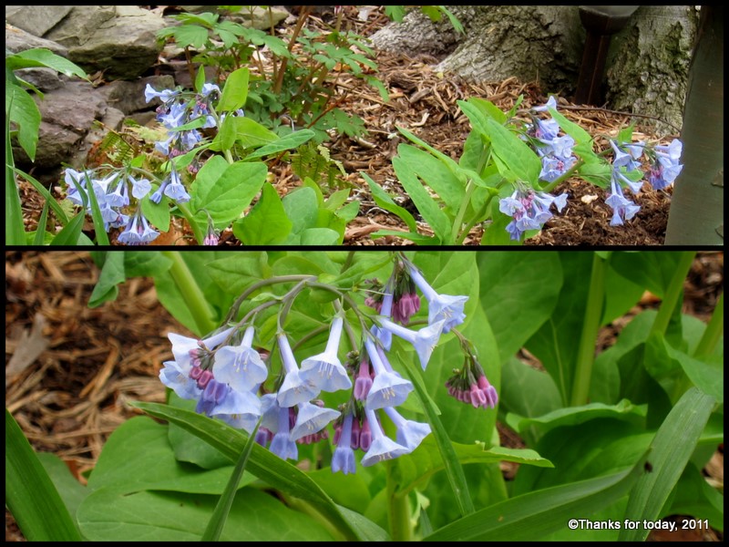 John Maria S Garden Pages March 2014
