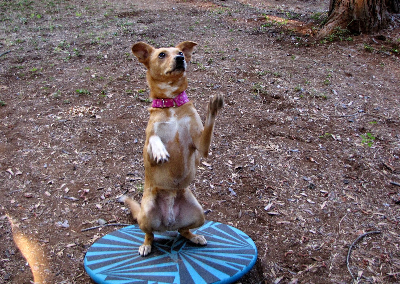 ZoePhee How to Make Wobble Board for Dogs!
