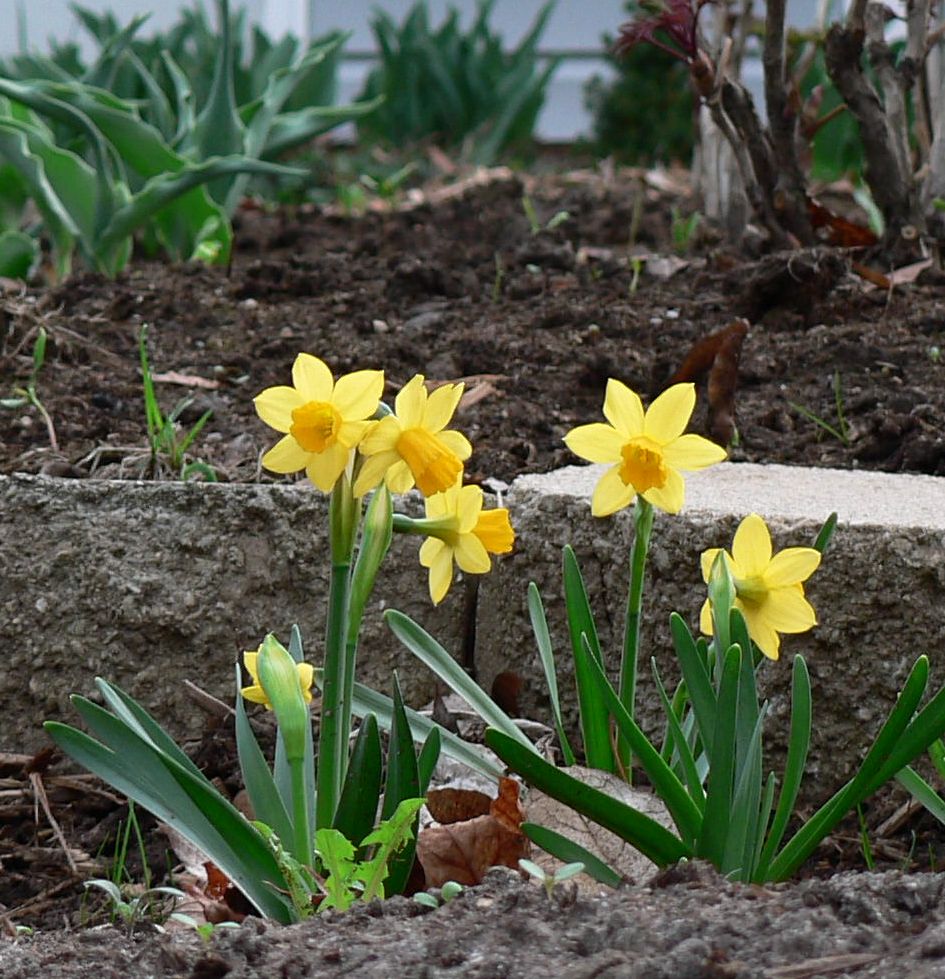 Visit My Garden: Early Spring Flowers