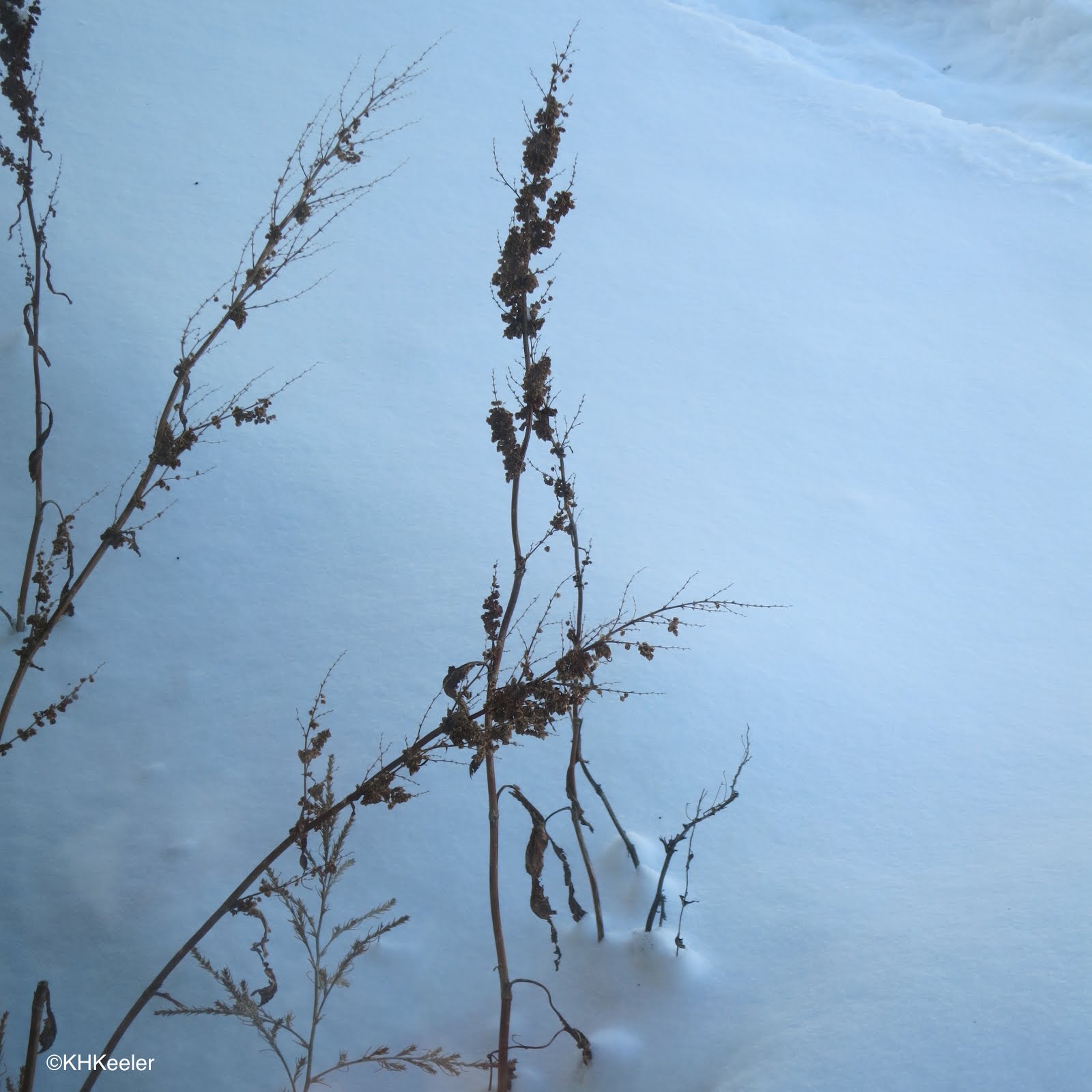 A Wandering Botanist Plants in Winter