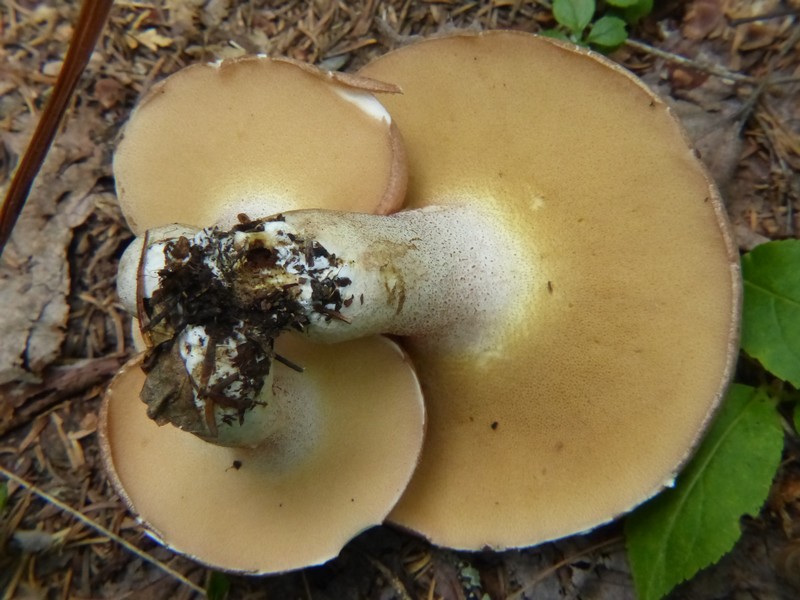 Faaxaal Photos nature gratuites et libres de droits Suillus