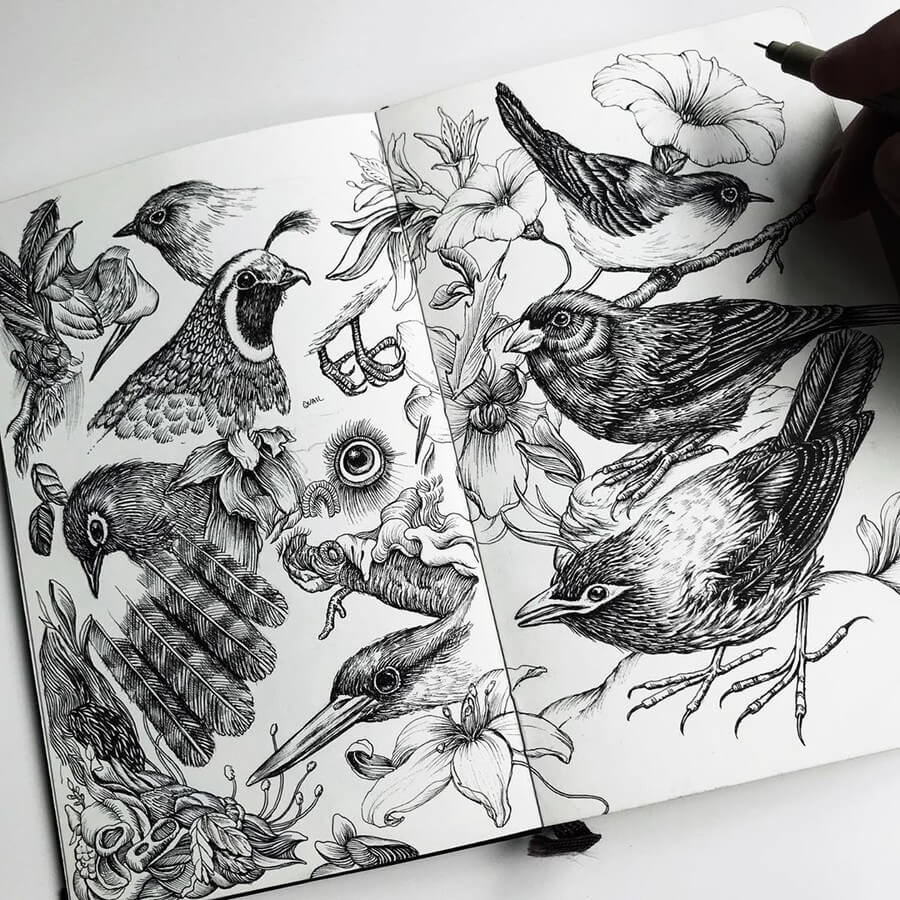 12-New-Zealand-bird-studies-Tim-Ingle-Nature-Drawings-www-designstack-co