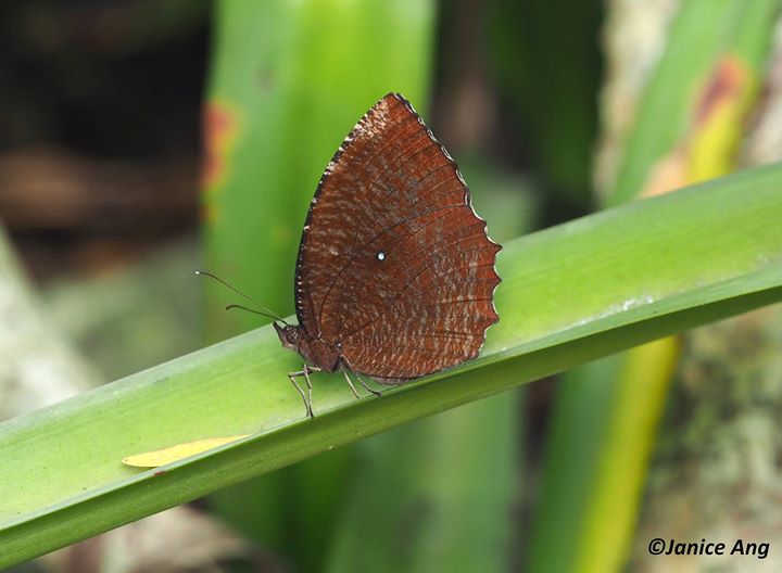 Butterflies of Singapore: Butterfly Photography at Our Local Parks ...