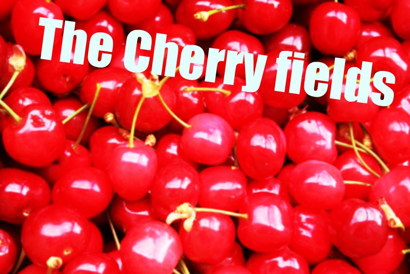 The Cherry Fields