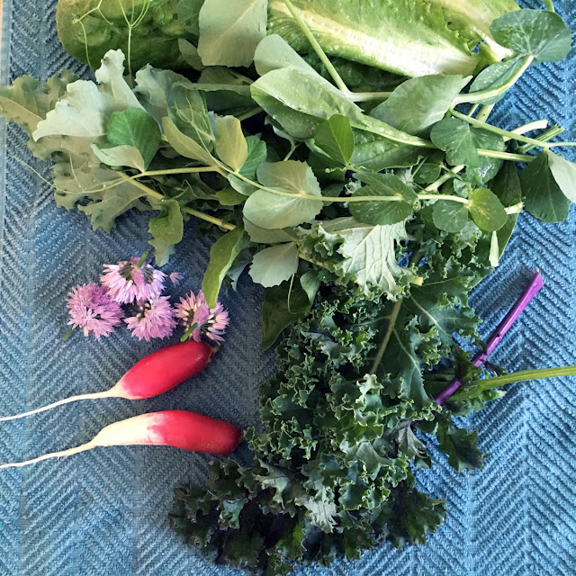 spring, garden, herbs, kale, lettuce, peas, radishes, vegetables, harvest, Anne Butera, My Giant Strawberry