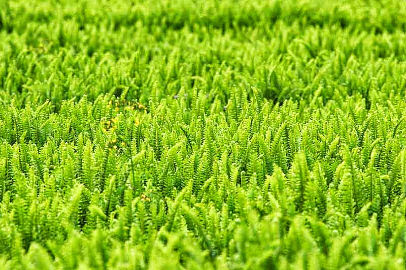 field of ferns