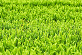 field of ferns