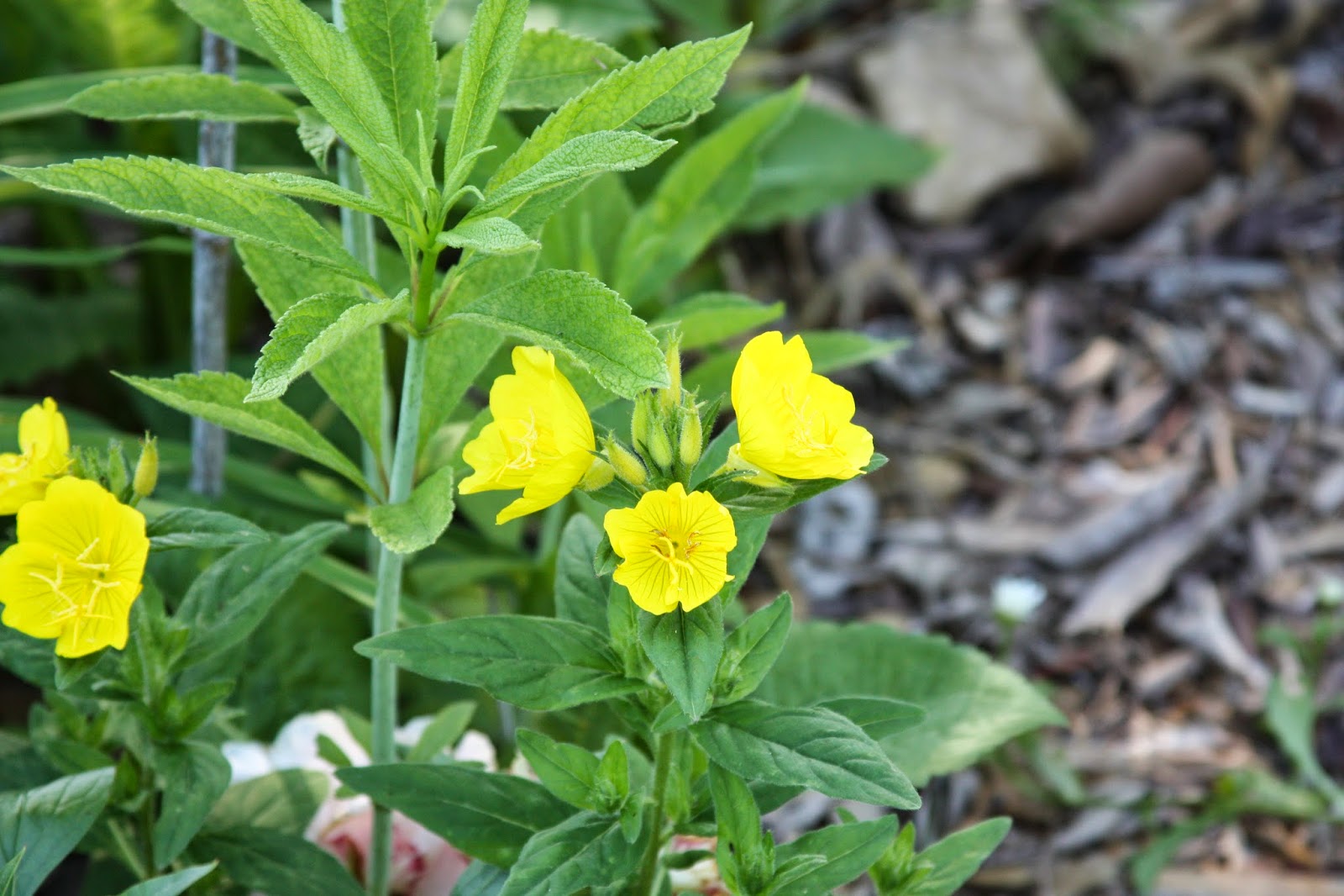 Common Evening Primrose is Oenothera biennis