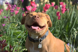 A smiling pit bull dog in front of some flowers