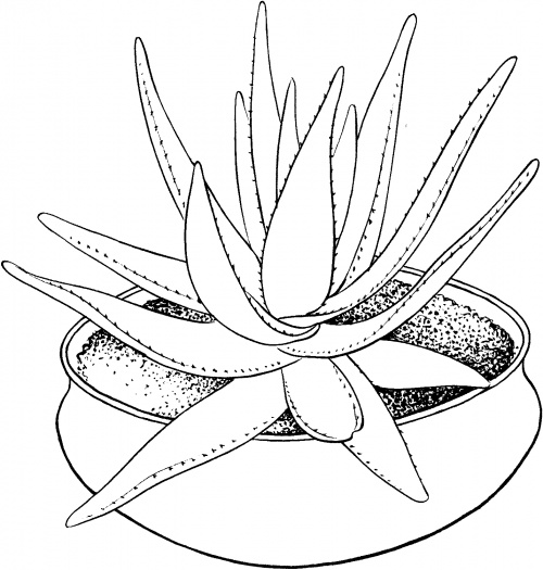 Potted Plants Coloring Pages title=