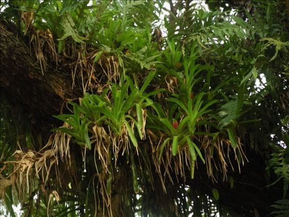 Эпифит и дерево тип. Эпифиты Южной Америки. Хлорофитум эпифит. Папоротники Эпифиты. Эпифитные Орхидные корни.