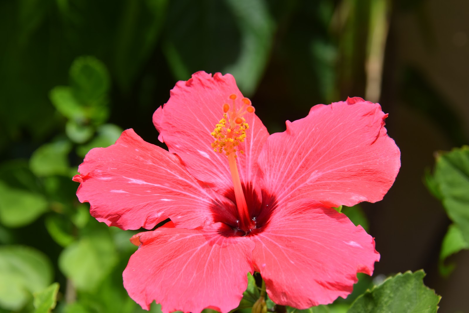 DragonFly Garden Who is eating my Hibiscus plants?