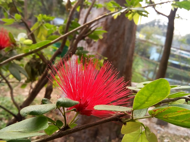 Primo GH5 review Camera Sample