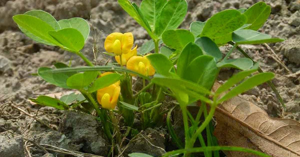 Medicinal Plants: Arachis hypogaea, Groundnut, Peanut