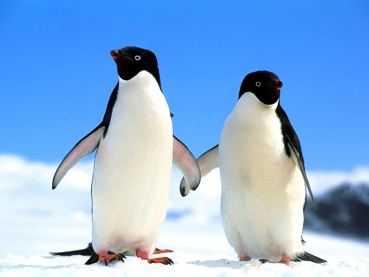 Cute Penguins | Cute Mighty Pictures
 Cute Winter Penguin Wallpaper