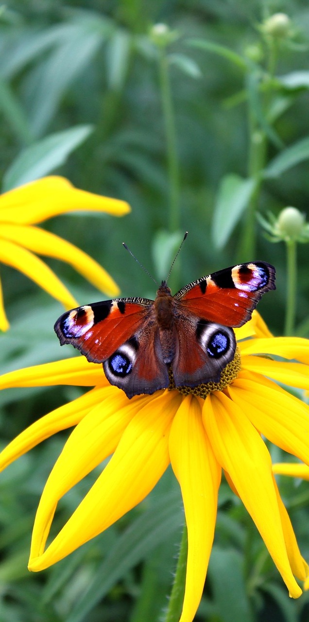 Peacock butterfly on a flower.