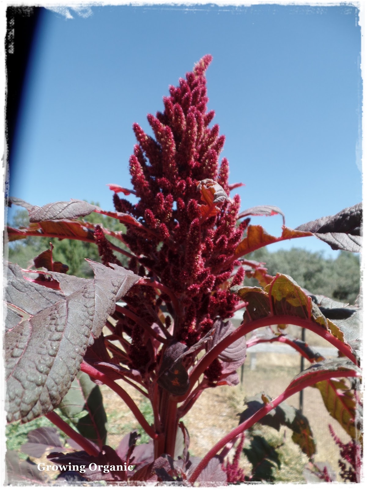 Growing Organic : Amaranth
