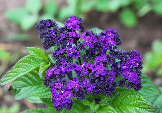 Энергия и магия лекарственных трав: где и как использовать, Энергетические магические и обережные свойства растений: где и как использовать, талисманы и обереги, народные поверья, как очистить дом с помощью растений, http://prazdnichnymir.ru/