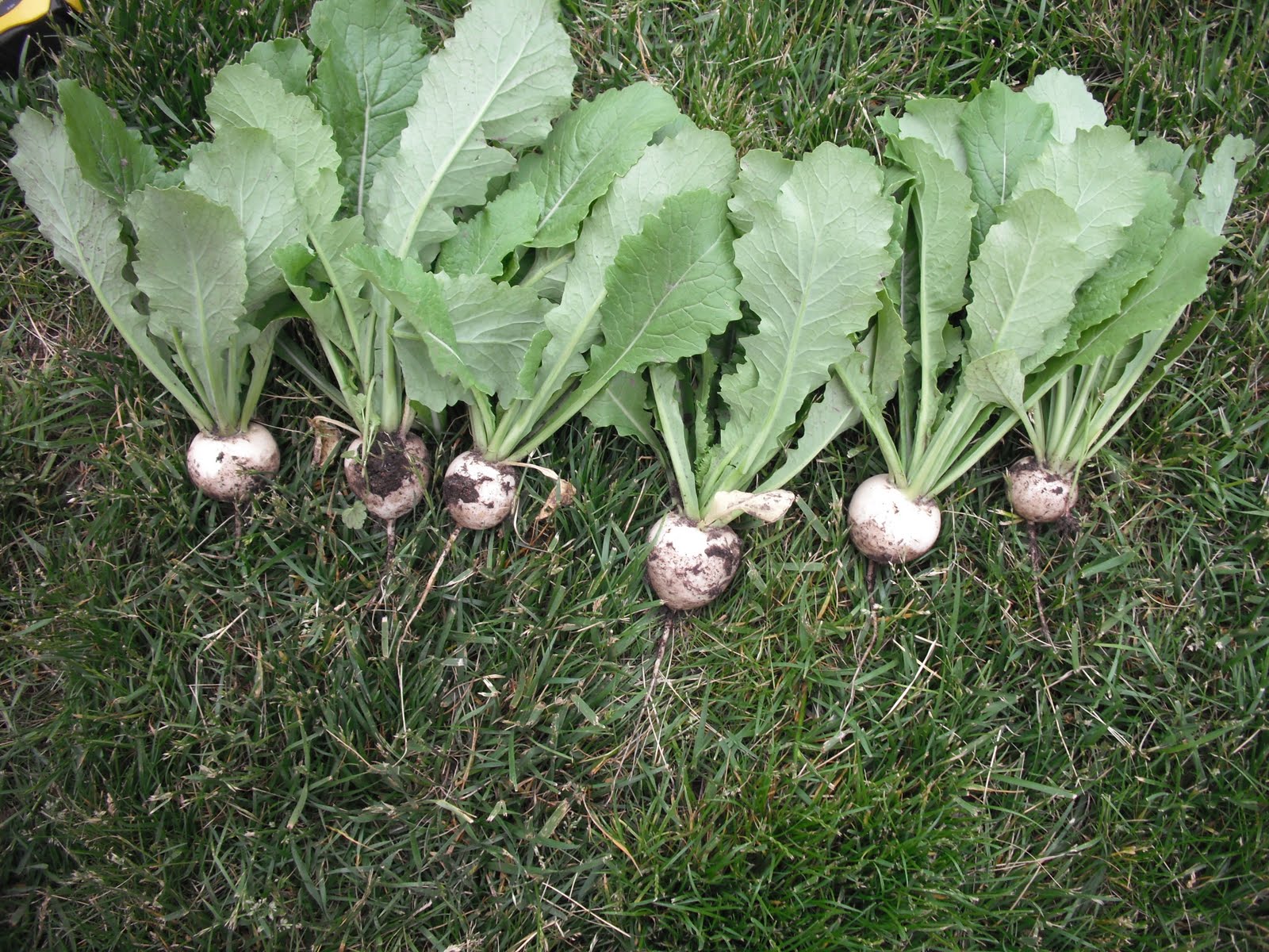 The Perennial Agriculturalist turnips