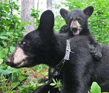 ~Fun With Bears~