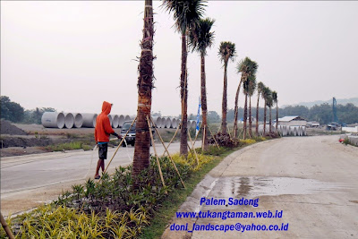 JUAL PALEM SADENG | PALM SADENG MINYAK | SADENG SINENCIS JUAL PALEM SADENG | PALM SADENG MINYAK | SADENG SINENCIS