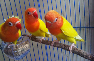 Ternak Lovebird Lutino Ternak-Lovebird-Lutino