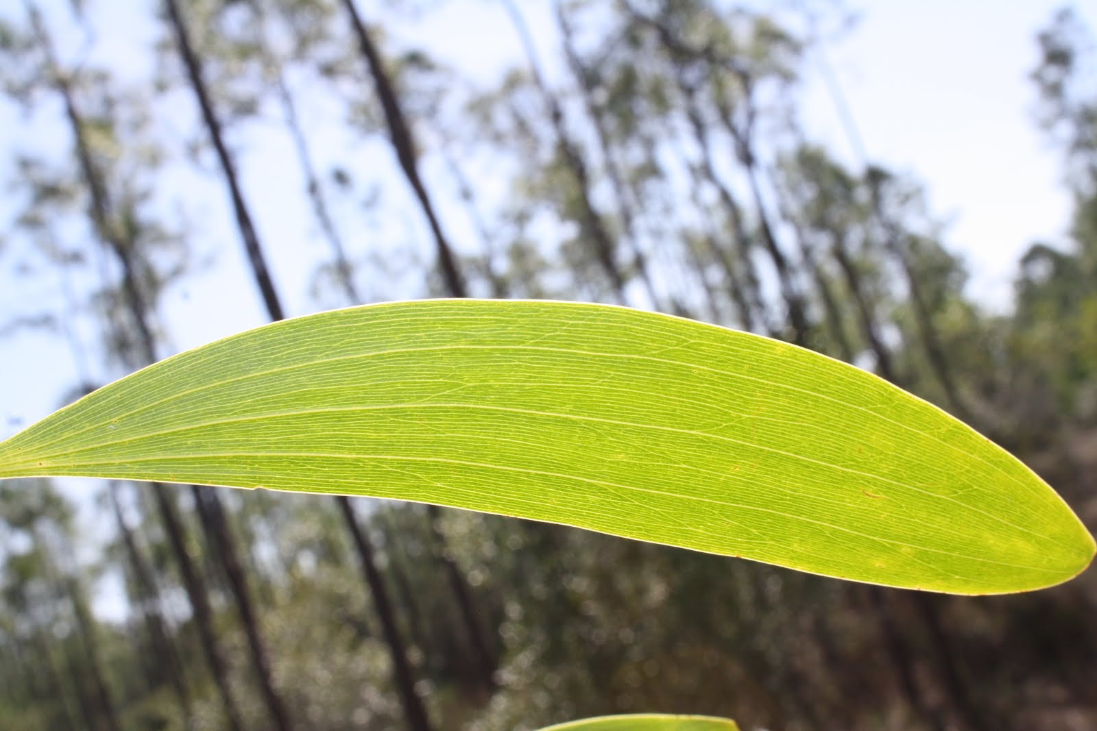 Panther Island Adventures Plant of the Week Earleaf Acacia (Acacia
