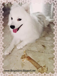 Prince Royale - Our Japanese Spitz