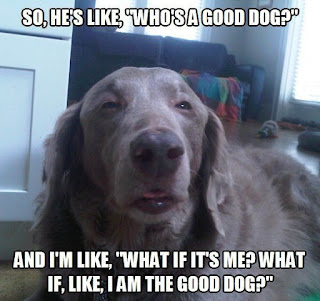 Dog Memes Dog Memes