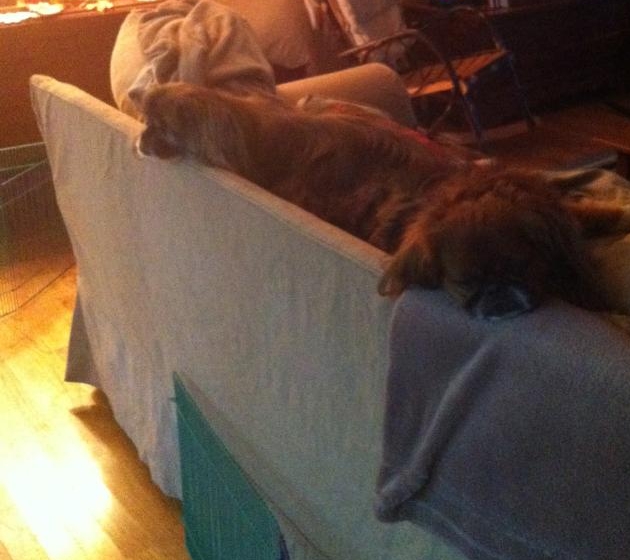 Must Love Pekes: MAX AND KAI KAI